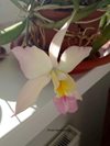 Cattleya Иваногара